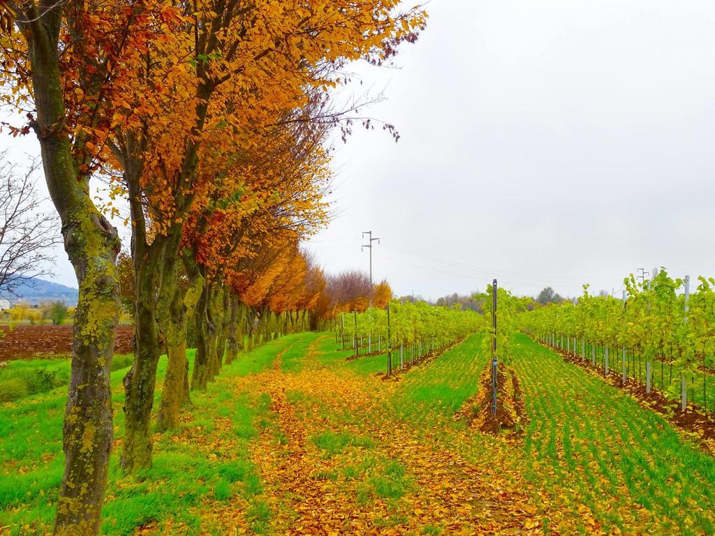Agriturismo Paradiso Sarego エクステリア 写真